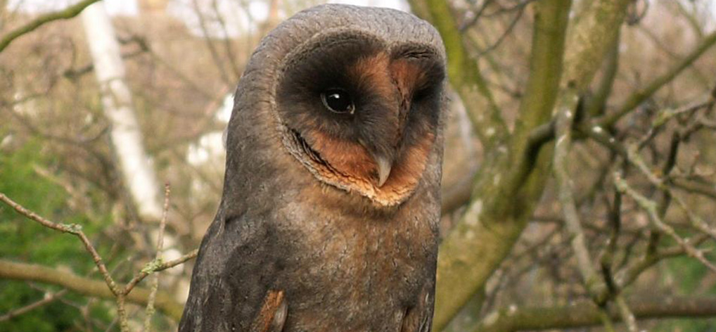 Annie the Owl Pop Up Bar