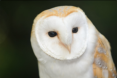 Darwin Pop up Owl Bar