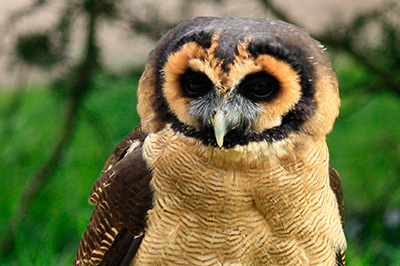 Ruby the Owl