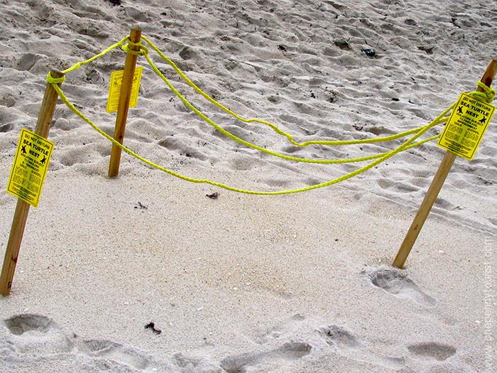 Be mindful of the turtle nests as you walk the beach at Disney's Vero Beach Resort, Florida. www.onepennytourist.com