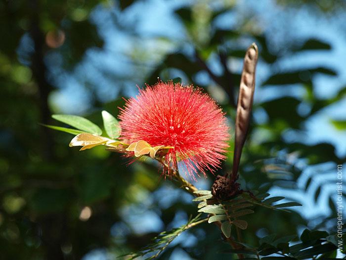 An unusual flower at Disney's Animal Kingdom