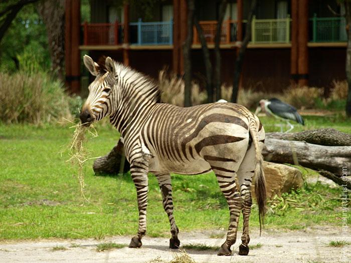 A Zebra in the grounds of Disney's Animal Kingdom Lodge Hotel in Orlando, Florida